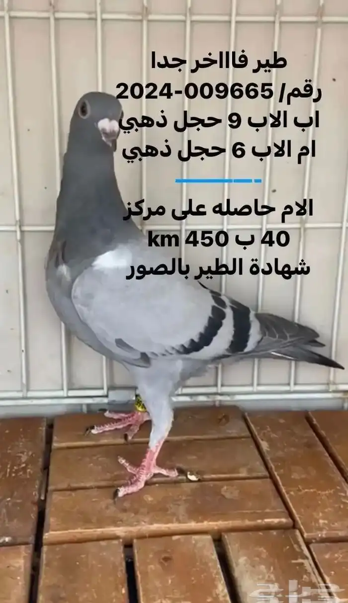 زاجل سباق مميز جدا ( تم البيع ) 3