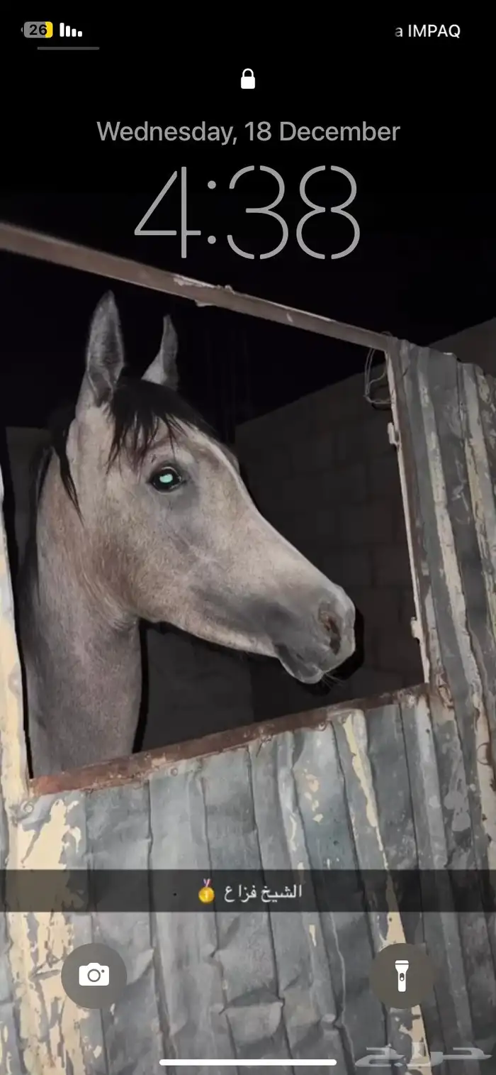 حصان كفو منوة القاني 0