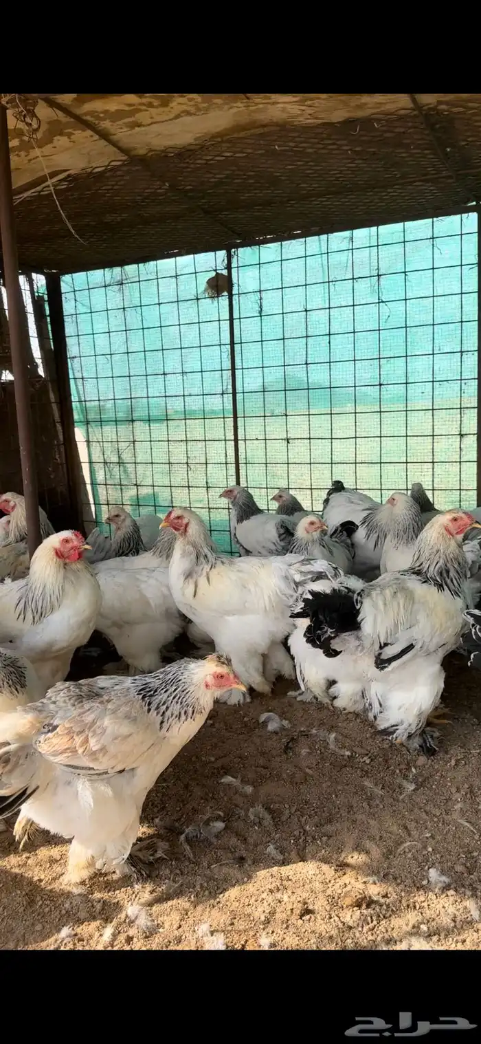 دجاج براهما 0