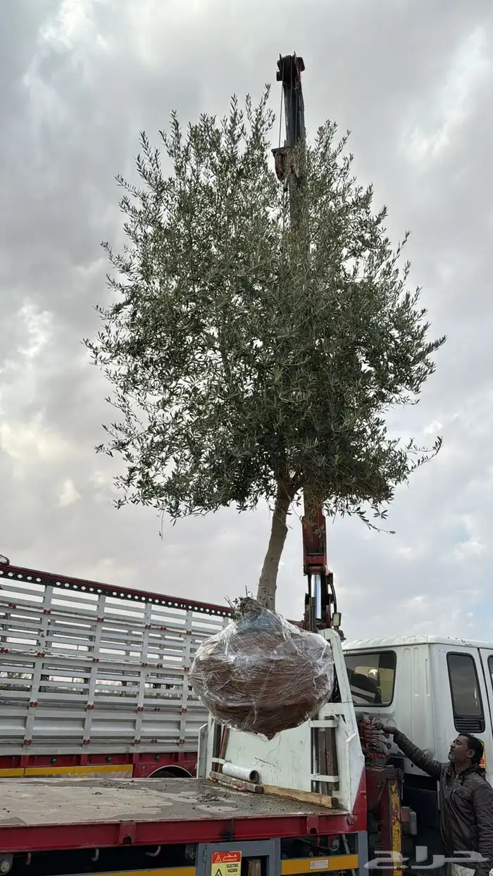 اشحار زيتون من بوصة الي5بوص و2 الي 4 متر 13