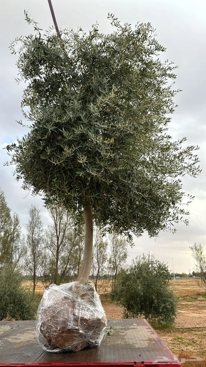 اشحار زيتون من بوصة الي5بوص و2 الي 4 متر 15