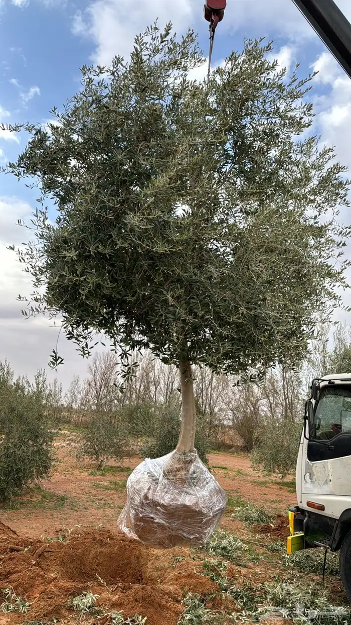 اشحار زيتون من بوصة الي5بوص و2 الي 4 متر 14