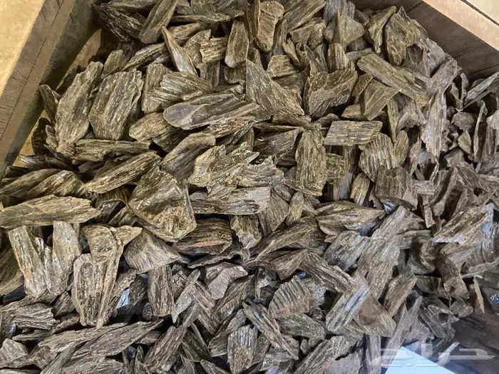 العود الازرق عروض اليوم وطني 95 18