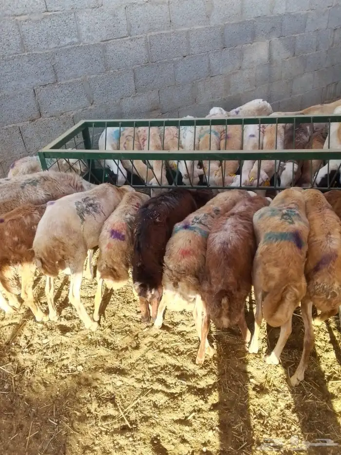 برابر 6