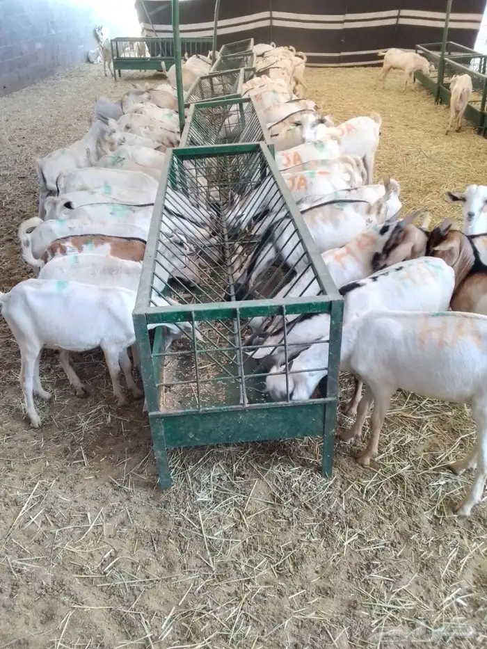 برابر 4
