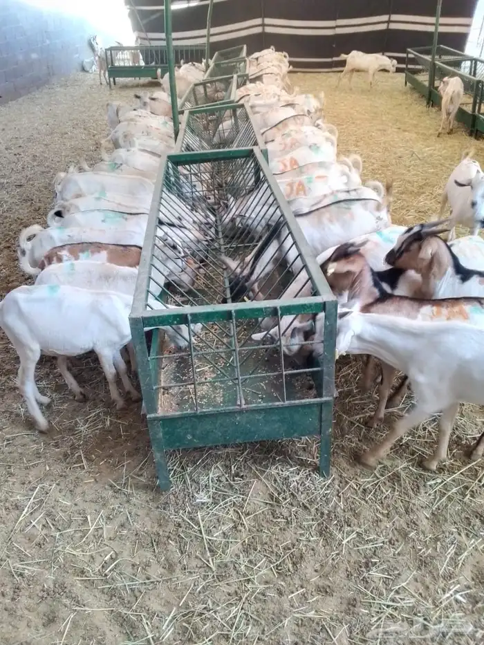 برابر 5