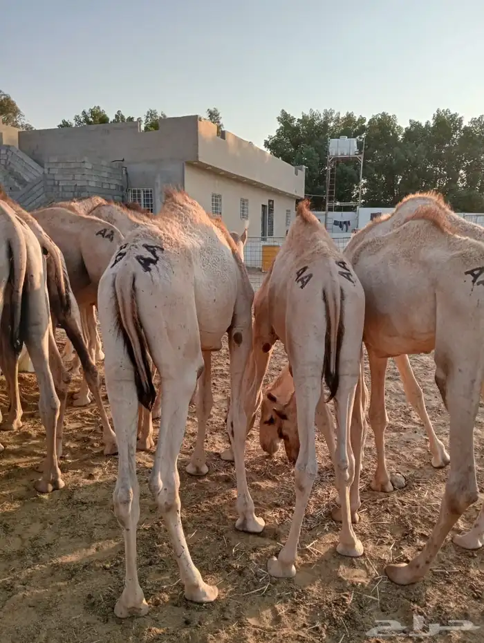 برابر 15