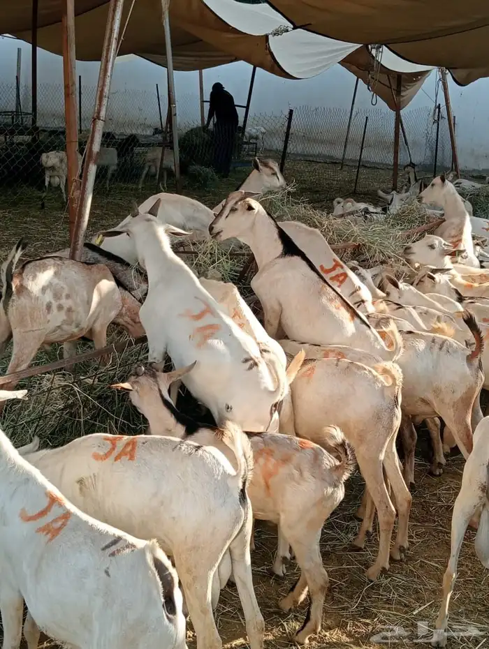برابر 1