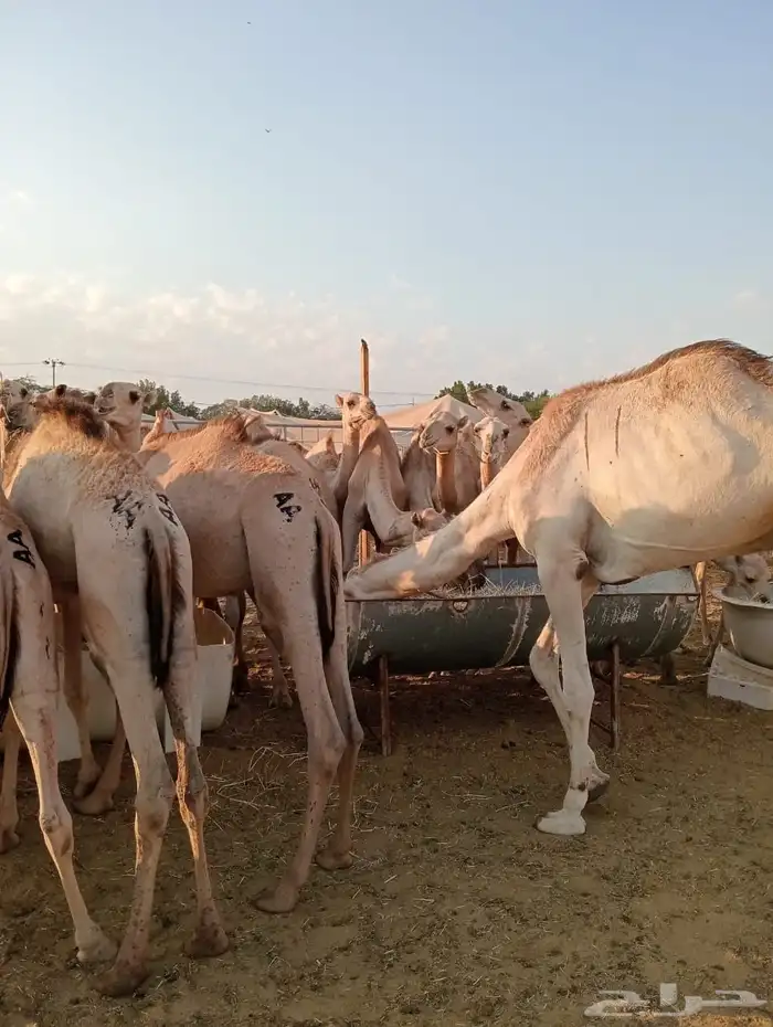 برابر 13