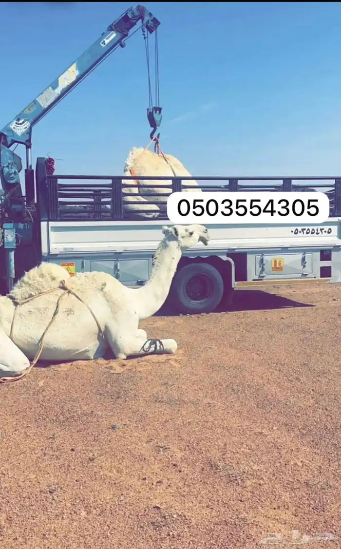 دينا هدروليك 0