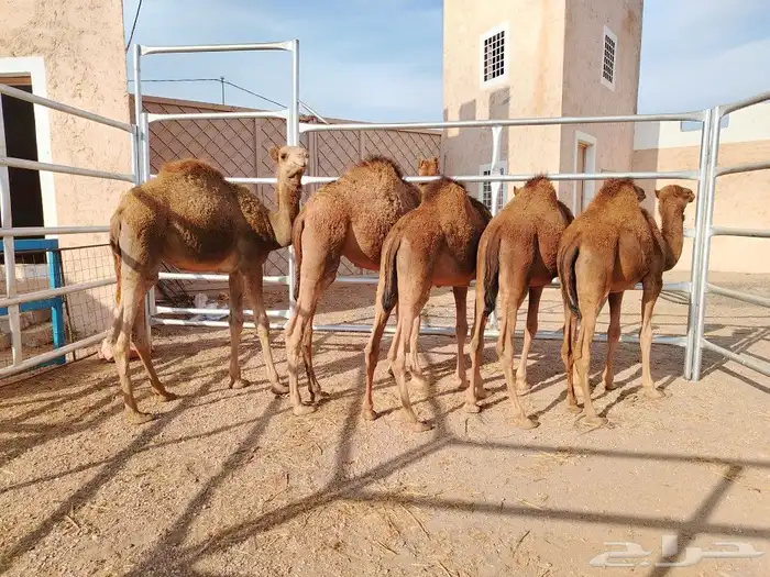 حشوان بلدي فل شحم 3