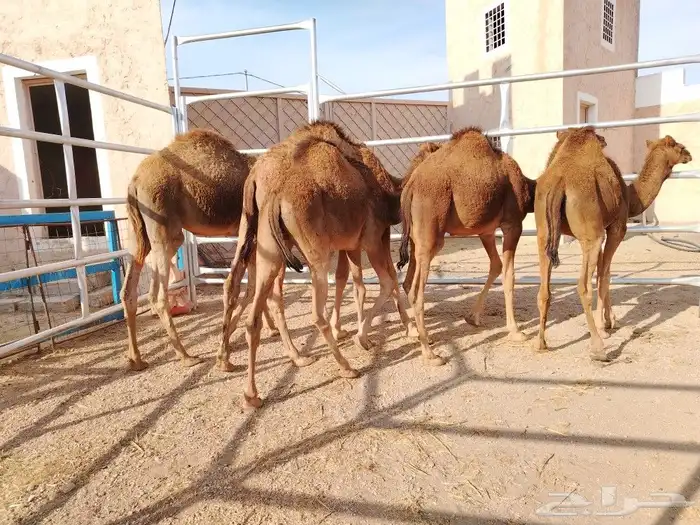 حشوان بلدي فل شحم 4
