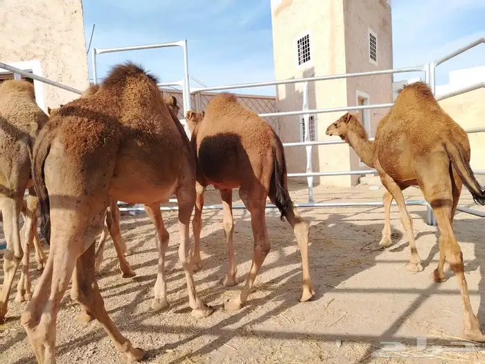 حشوان بلدي فل شحم 5