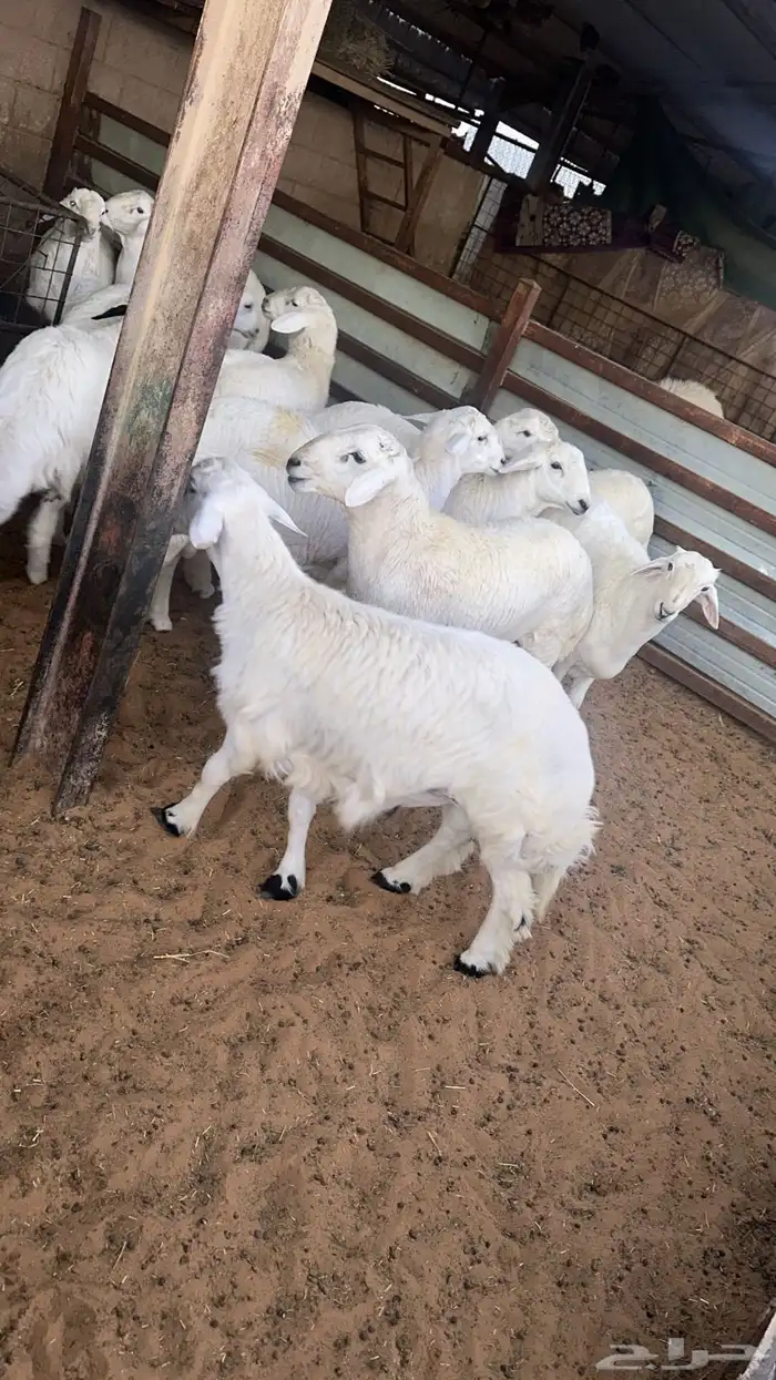 ذبائح ومطبخ 56