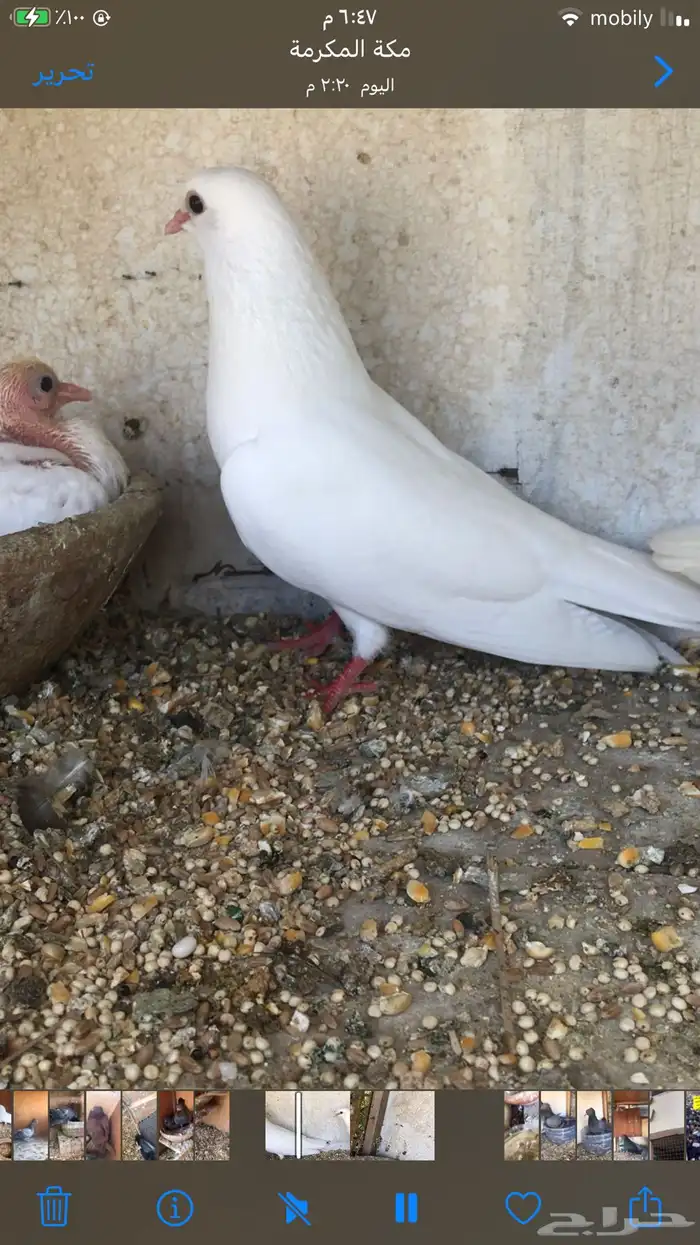 صنعاني حجم صغير وصوت ناعم 3