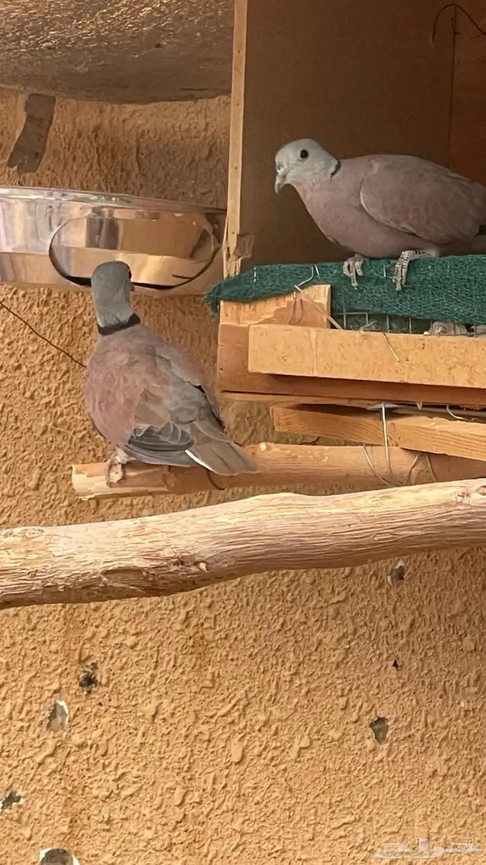 يمام رد دوف 1