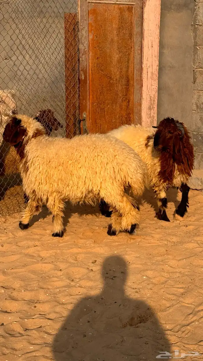 ذبايح للبيع 1