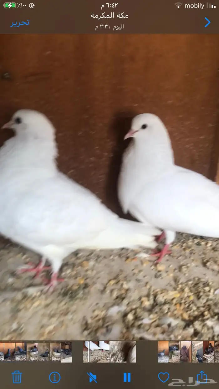 صنعاني حجم صغير وصوت ناعم 9