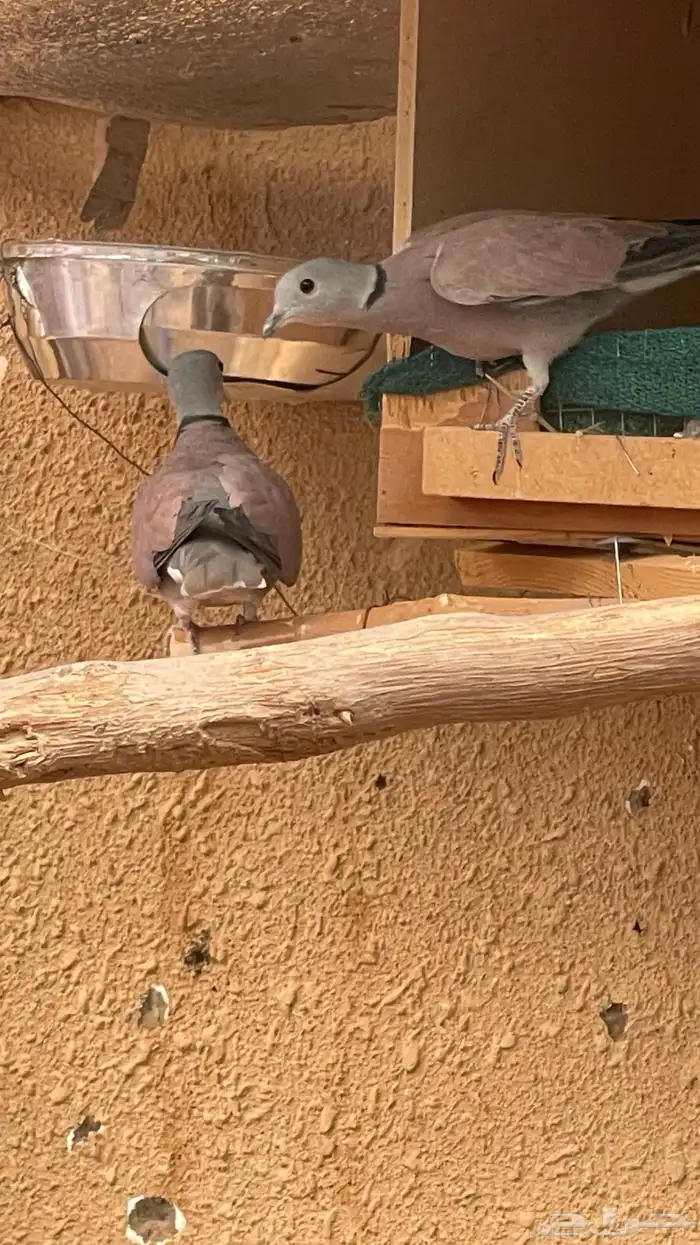 يمام رد دوف 3