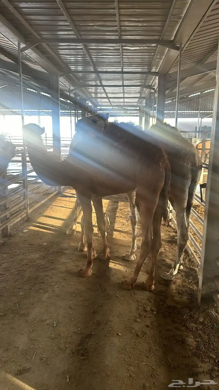 ذبائح ومطبخ 36