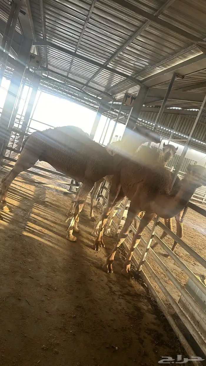 ذبائح ومطبخ 33