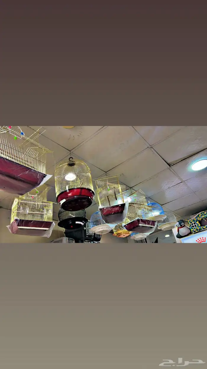 اغراض ومستلزمات قطط 15