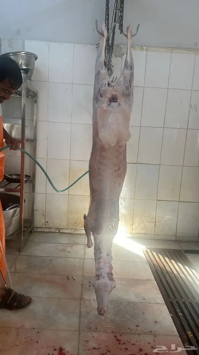 ذبائح ومطبخ 20