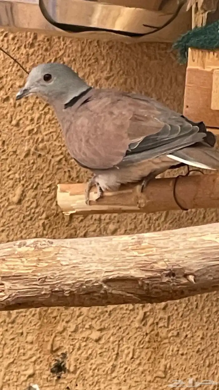 يمام رد دوف 0