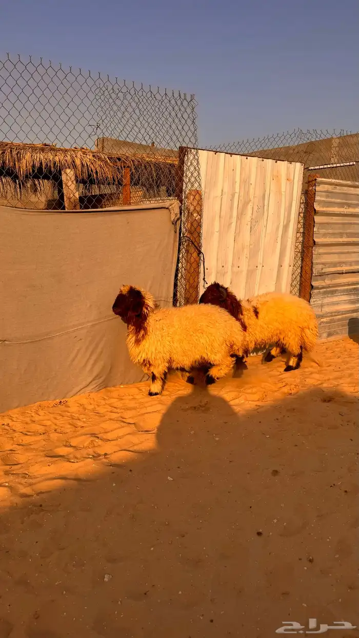ذبايح للبيع 9