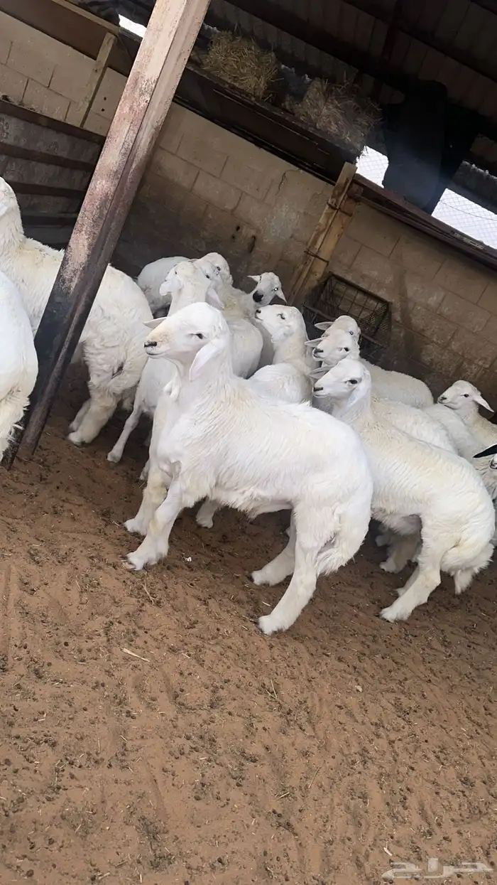 ذبائح ومطبخ 60