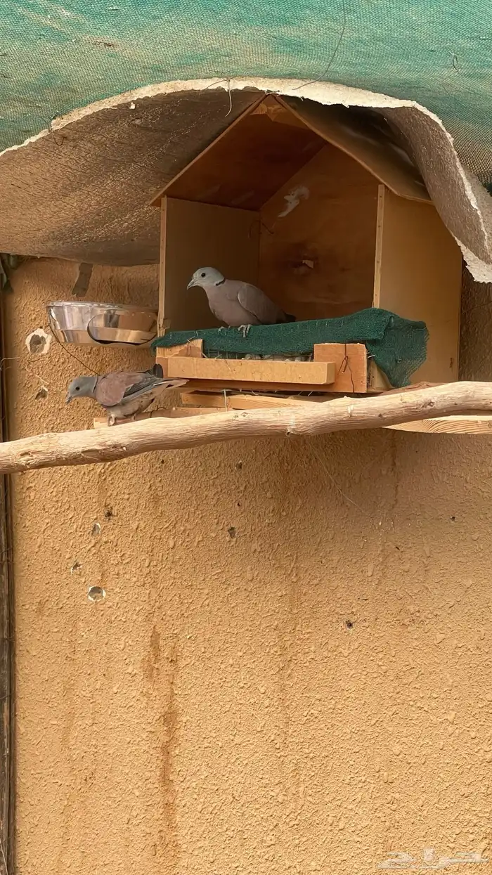 يمام رد دوف 2