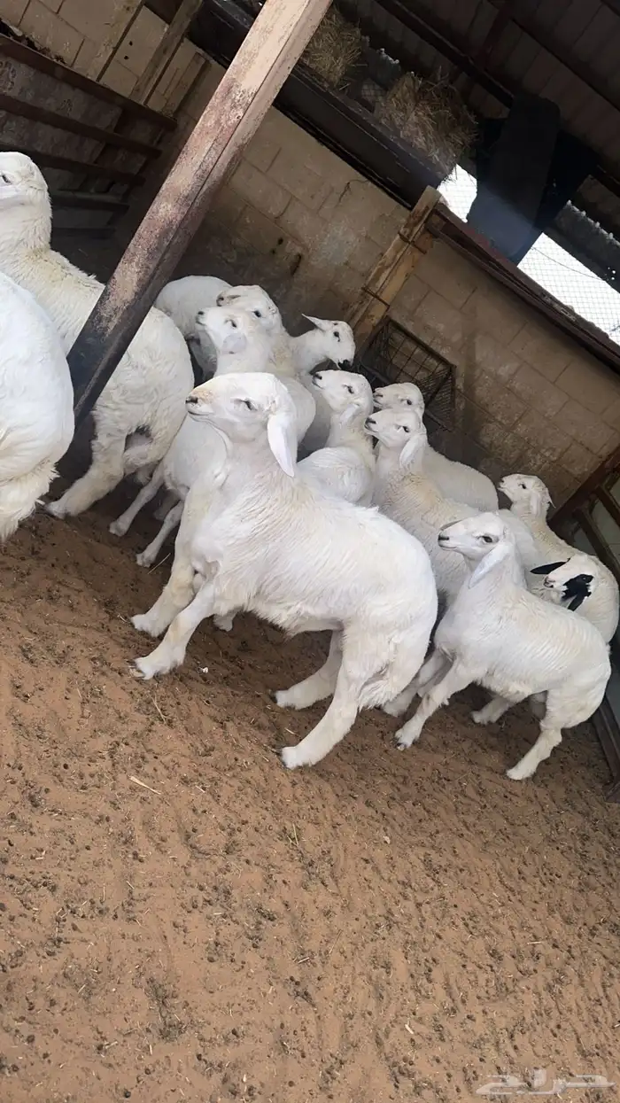 ذبائح ومطبخ 59