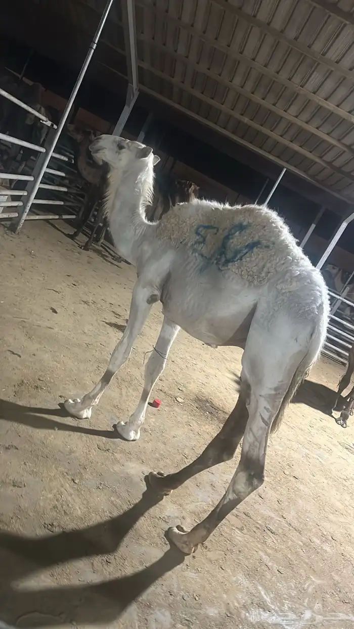 ذبائح ومطبخ 22