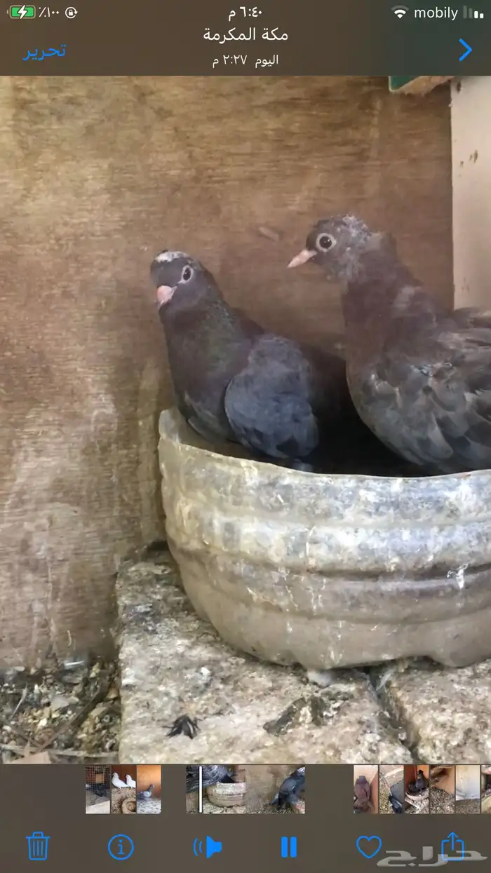 صنعاني حجم صغير وصوت ناعم 15
