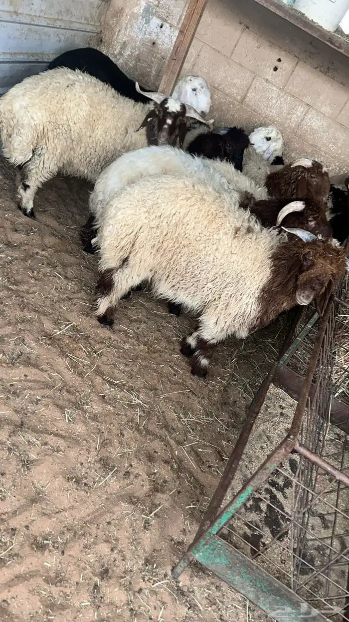 ذبائح ومطبخ 61