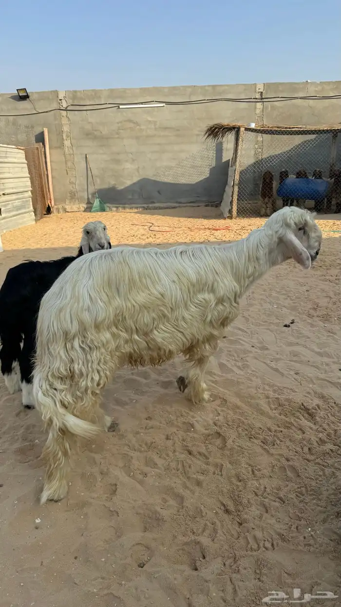 ذبايح للبيع 12