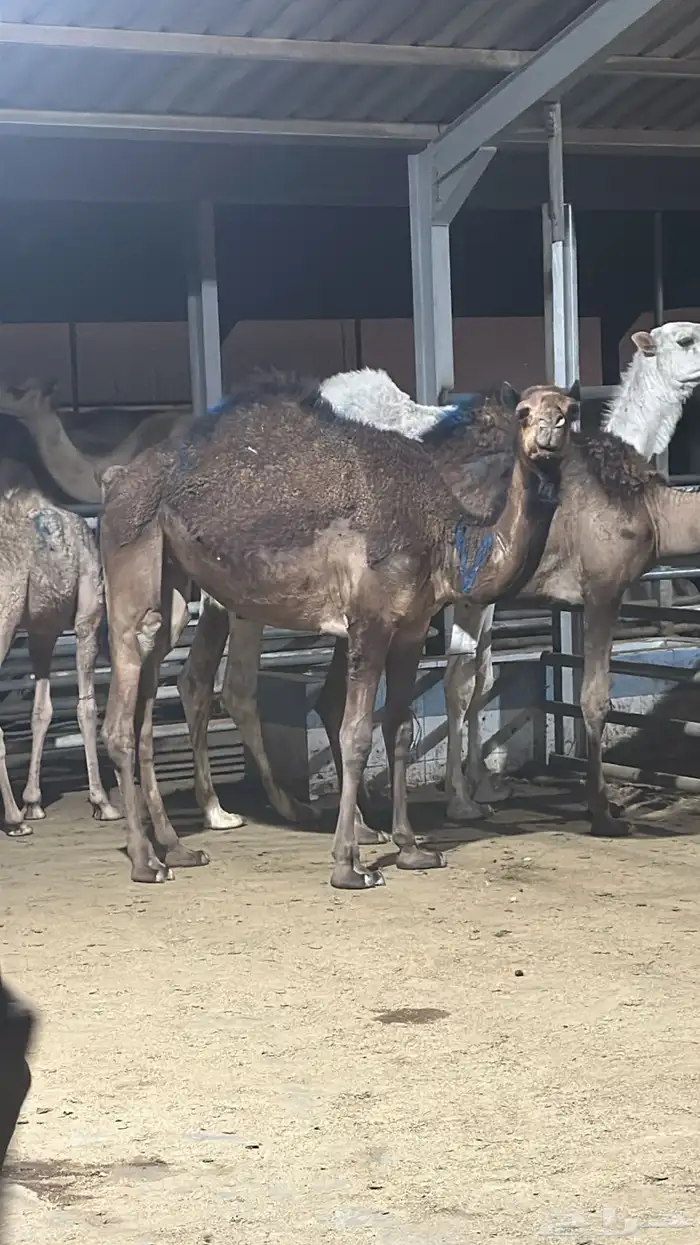 ذبائح ومطبخ 21