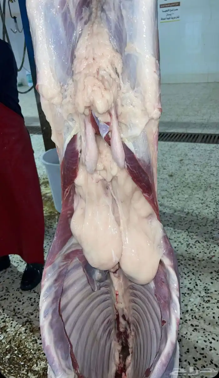 توفير ذبايح مع خدمه الذبح والتوصيل جده 0