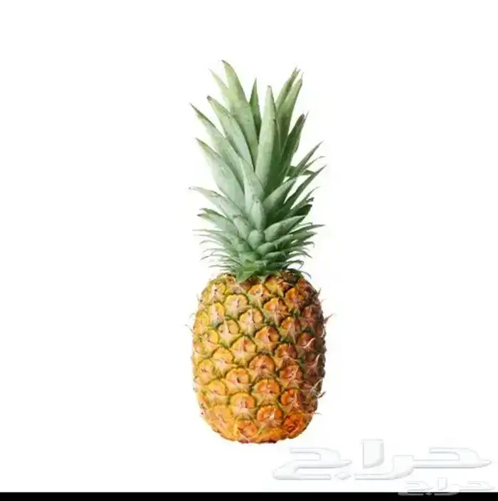 شتلات اناناس 0