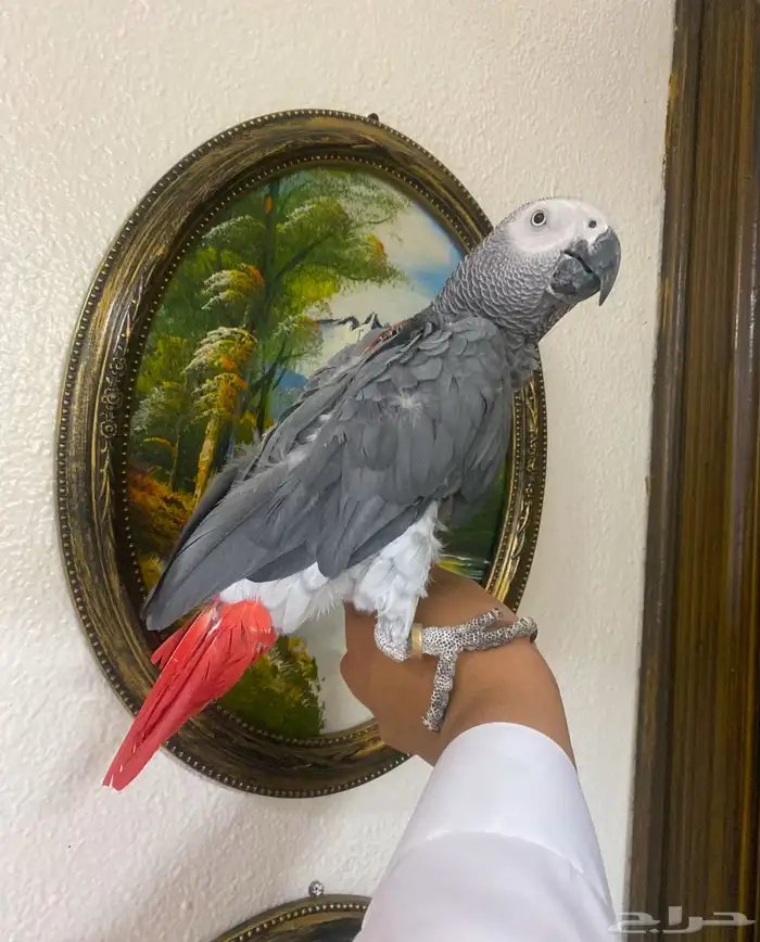 كاسكو اليف. تم  البيع 4