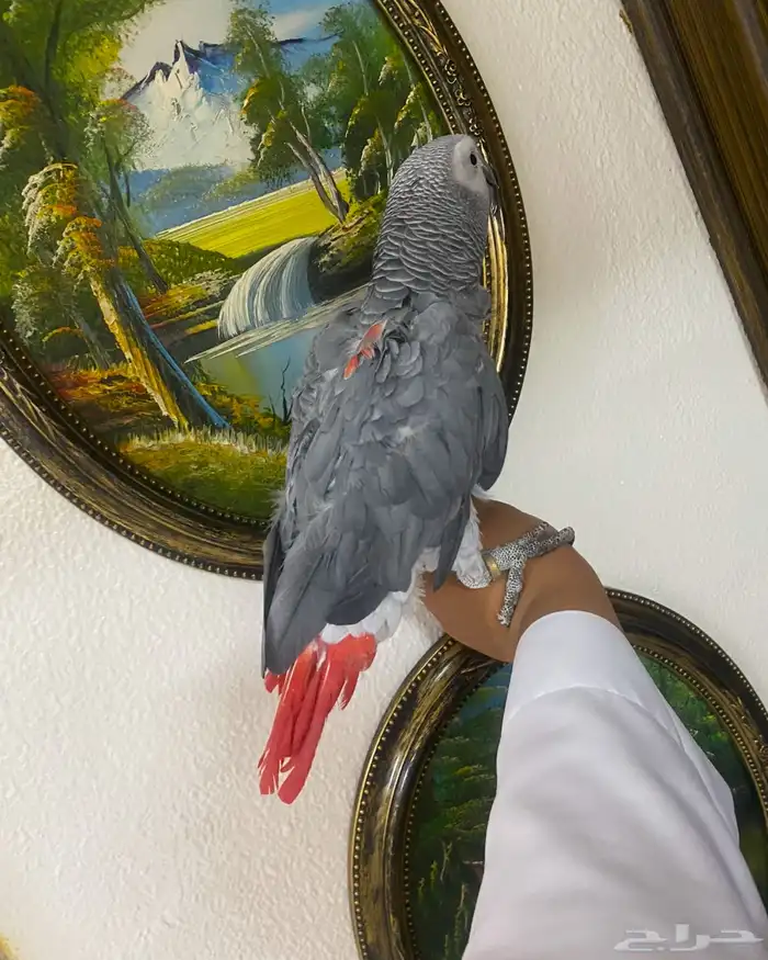 كاسكو اليف. تم  البيع 0