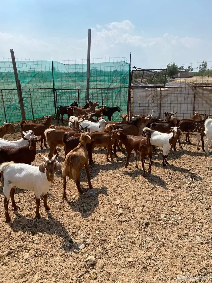 طليان حرية وتيوس بلدي 9