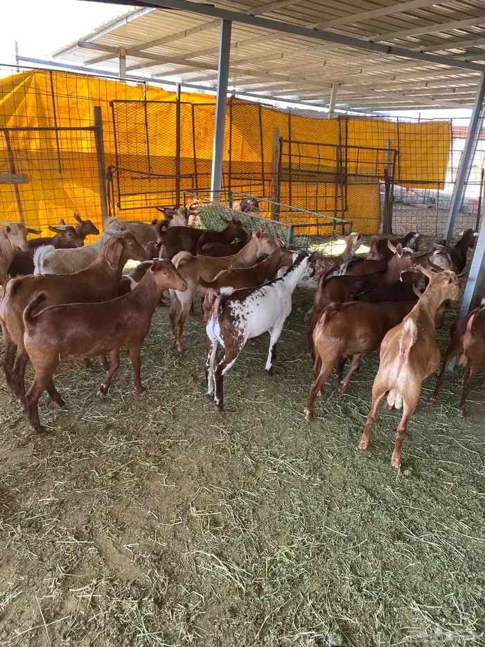 طليان حرية وتيوس بلدي 1