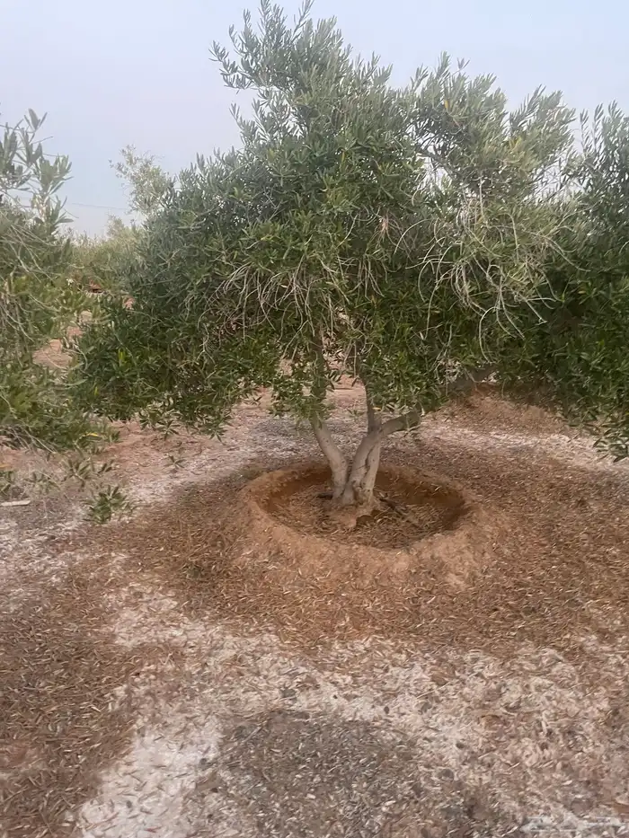 اشجار زيتون 3