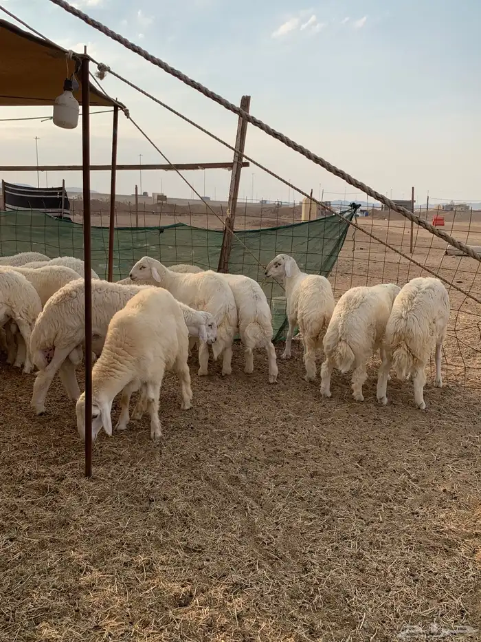 حري طليان جبر ناهي ذبايح مناسبات ذبايح ثلاجه 3