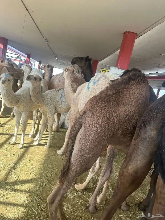 ذبائح ومطبخ 68