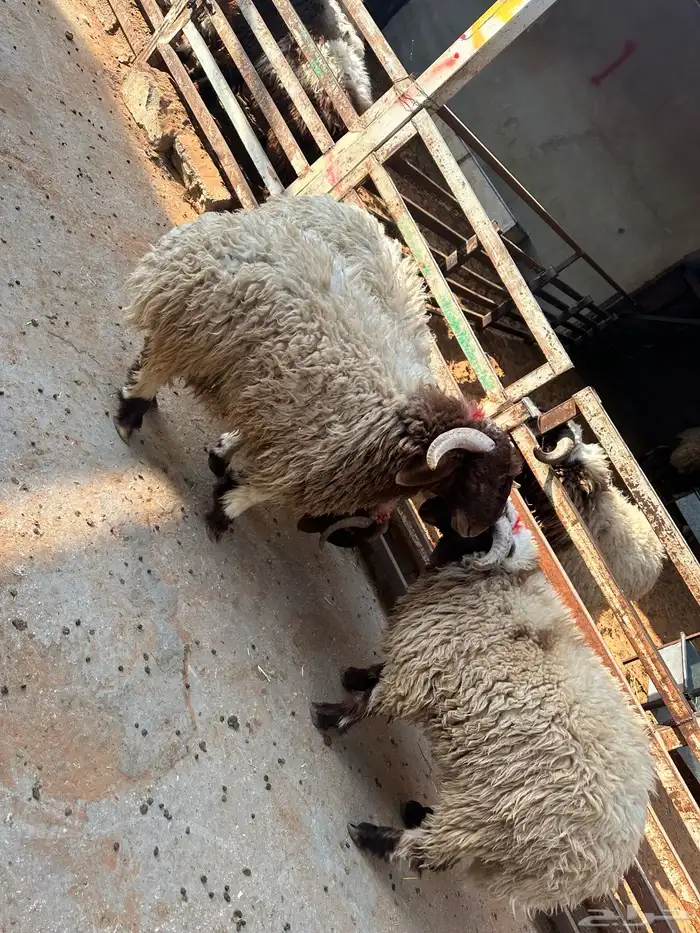 ذبائح ومطبخ 65