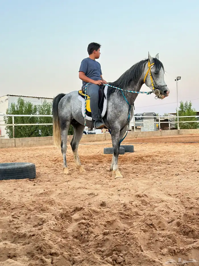 ركوب الخيل داخل وخارج المدرسة .. 3