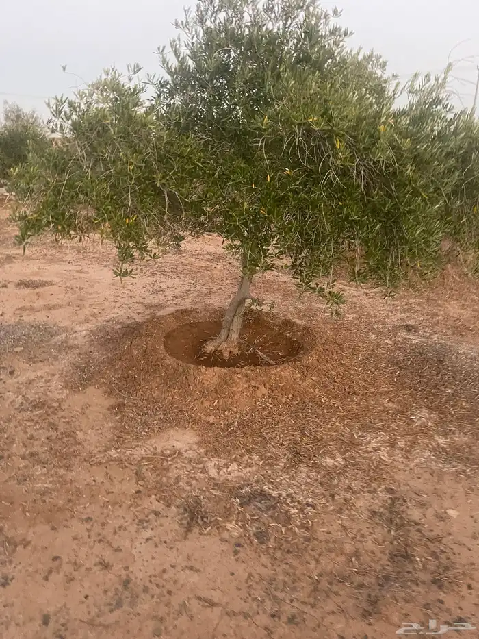 اشجار زيتون 2
