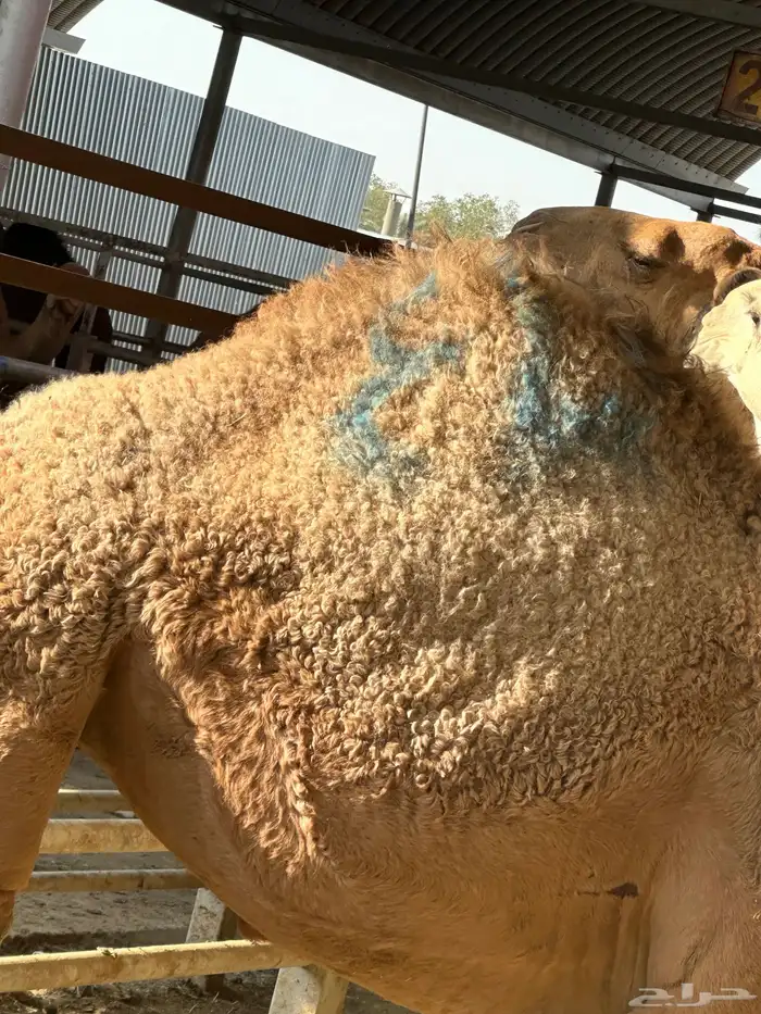 ذبائح ومطبخ 69